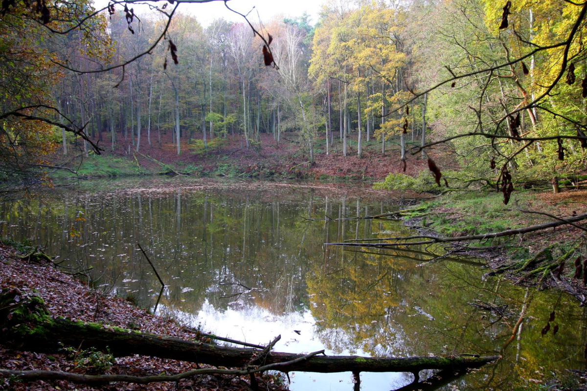 Żabiak – największe śródleśne „oczko wodne” w Wielkopolskim Parku Narodowym